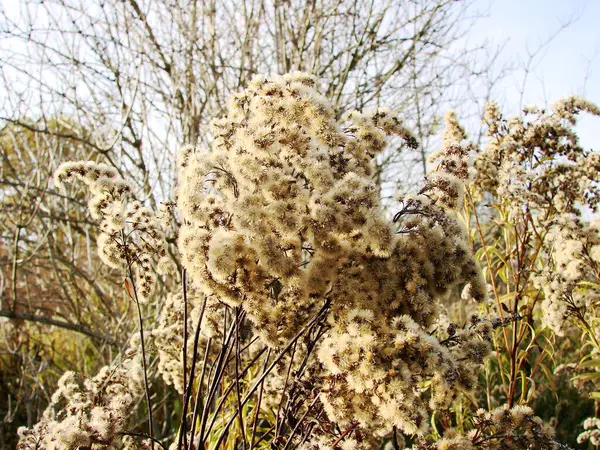Güzel botanik fotoğrafı, doğal duvar kağıdı.