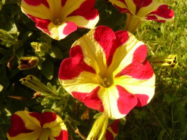 Kırmızı ve beyaz çiçek Bahçe