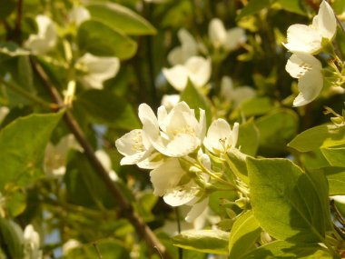 Bahçede çiçek açan elma ağacı