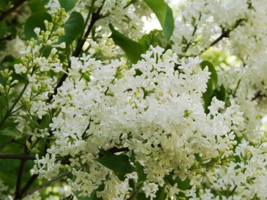 Bahar bahçesinde beyaz çiçekler