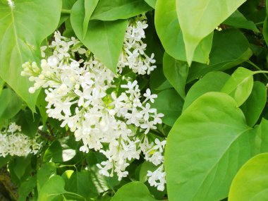 Doğada beyaz çiçek