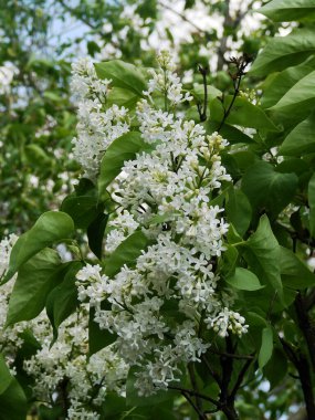 Bahçedeki güzel çiçekler