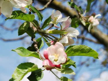 İlkbaharda elma açar.