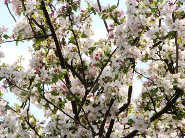 bloom kiraz çiçekleri