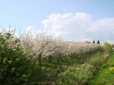 Bahar bahçe çiçek