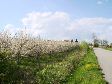 İlkbaharda elma bahçesi