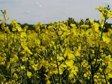 Sarı çiçekli tarla