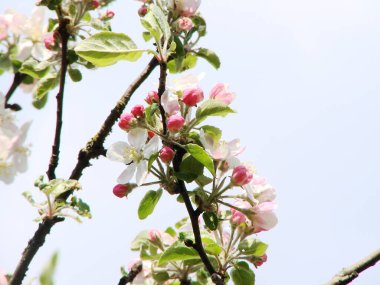 Apple çiçek çiçeklenme