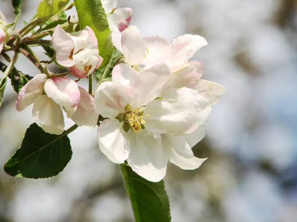 İlkbaharda elma açar.