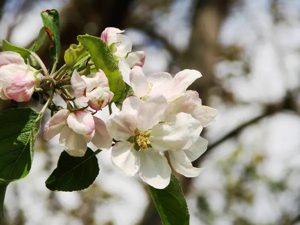 Baharda elma ağacı