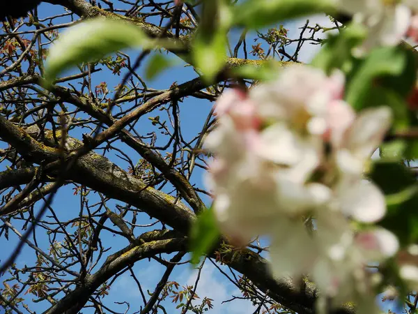 Baharda elma ağacı.