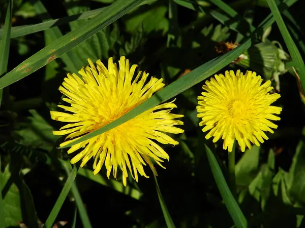 Bahçedeki sarı karahindibalar.