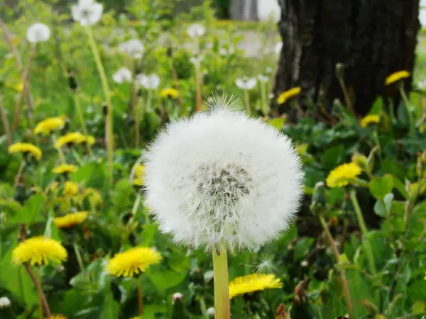 Karahindiba bahçede