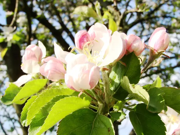 Güzel elma ağacı çiçeği, bahar arkaplanı.