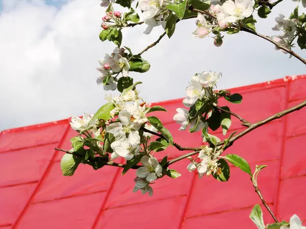 Bahçede kırmızı elma çiçeği