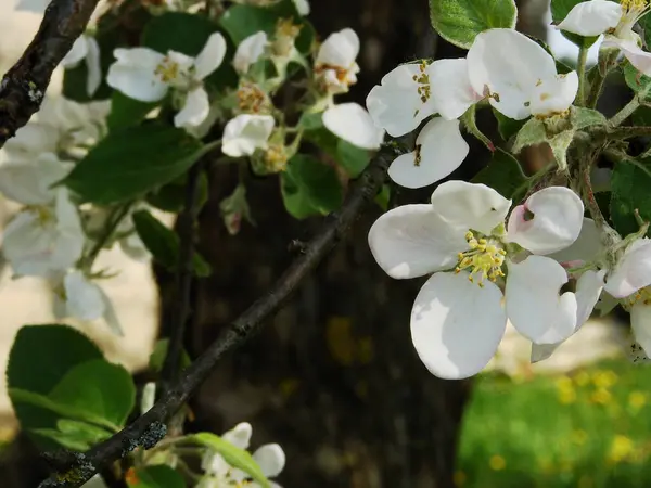 Baharda çiçek açan elma ağacı