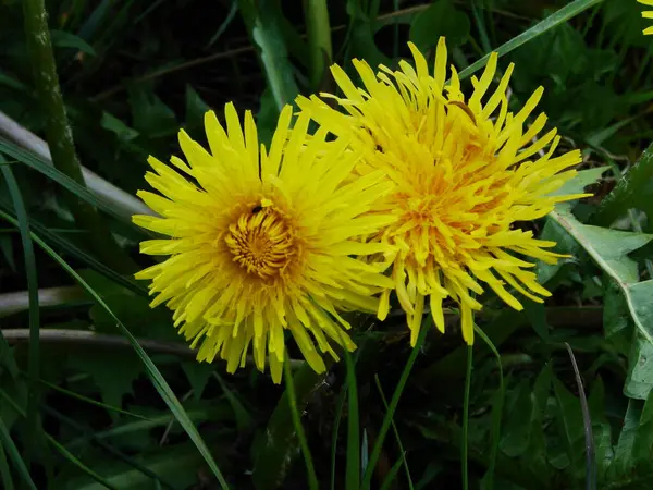 beautiful yellow dandelion on the grass