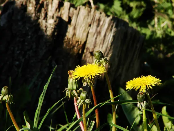 Yeşil yapraklı sarı karahindiba çiçeği
