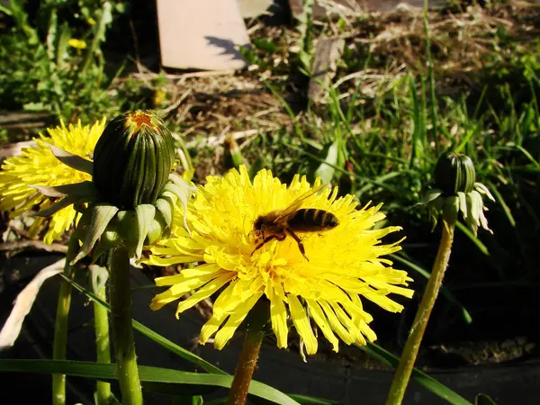 Yaz bahçesinde sarı bir çiçekteki arı