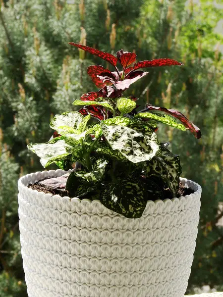 kırmızı ve yeşil bir saksı