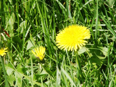 Bahçedeki güzel çiçekler