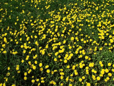 Sarı dandelions bahar