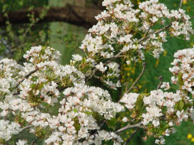 Bahçedeki güzel çiçekler