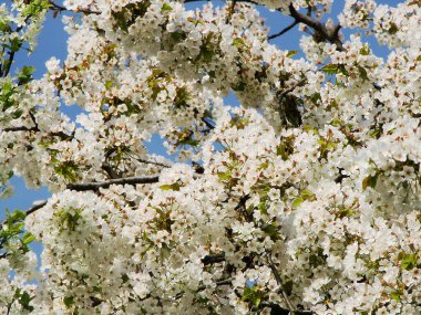 Bahçedeki güzel çiçekler