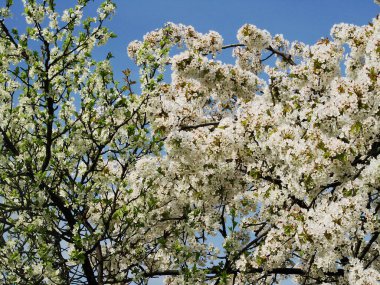 Beyaz çiçekli bahar ağaç dalları
