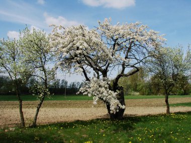 Bahçede güzel bahar çiçekleri, flora