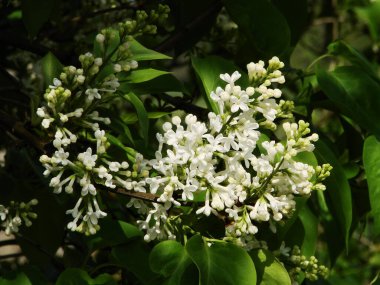 Bahçedeki güzel çiçekler