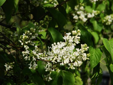 yeşil dallar üzerinde beyaz çiçekler