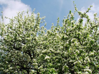 Yeşil yapraklı bir arka planda kiraz ağacının beyaz çiçekleri