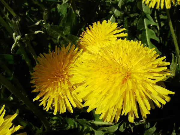 Güzel, sarı karahindiba çiçekleri, yaygın olarak süt otları olarak bilinir.
