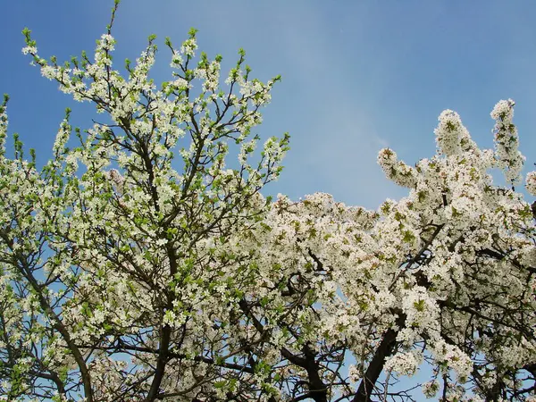 İlkbaharda güzel bir gökyüzünün arka planında kiraz çiçekleri açar.