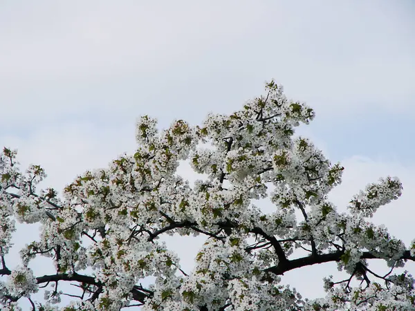 Beyaz çiçekler ile ağaç dalları