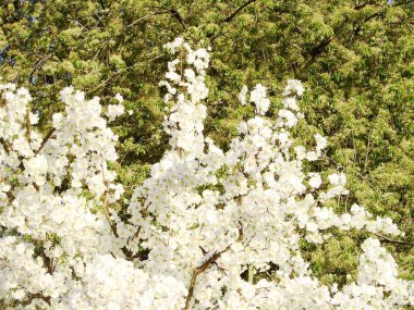 Bahçede bahar çiçekleri