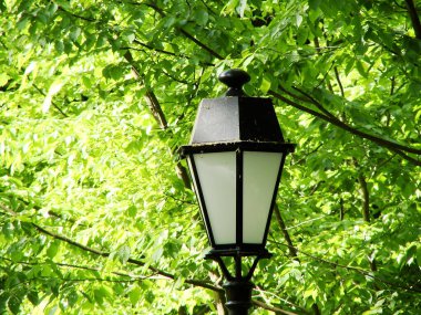 Yeşil ağaçtaki fener