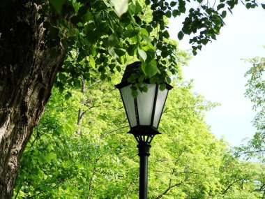 Parkın arka planında fener lambası.