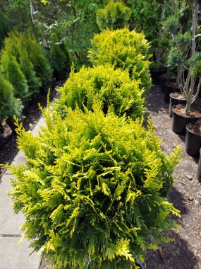 Bahçedeki güzel yeşil çalı