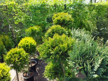 Parkın güzel manzarası