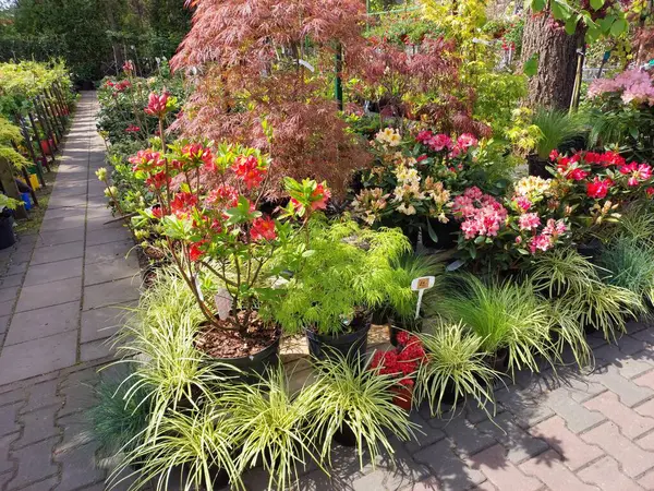 Bahçedeki renkli çiçekler.