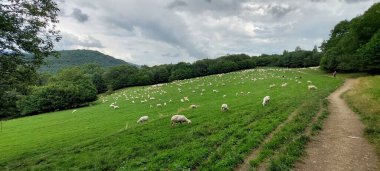 Koyunlu ormanın güzel manzarası