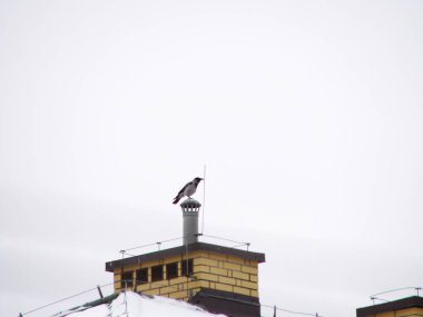 Kışın şehirde kuş