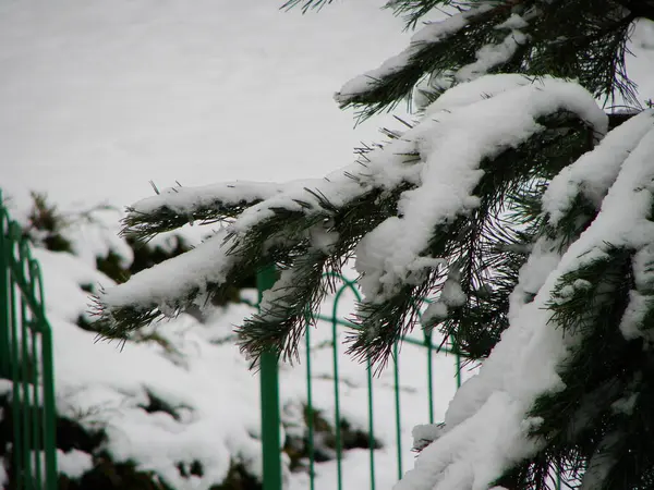 Karla kaplı ağaçlarla kaplı kış manzarası