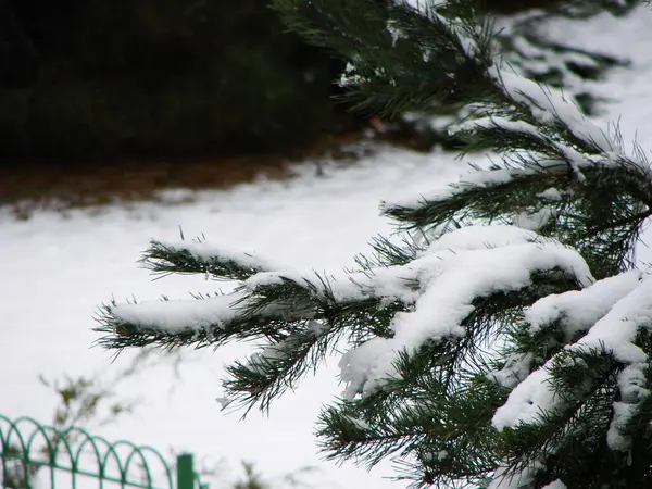 Karda Noel ağacı dalları