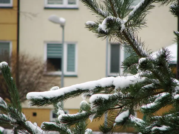 Şehirde kış boyunca ağaç dallarında kar yağar.