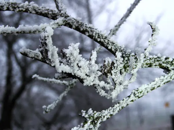 Kozalaklı ağaçların iğnelerinde don.