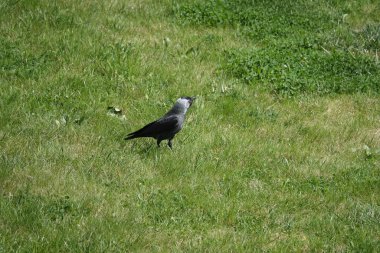 Yeşil bir çayırın arka planında siyah karga kuşu