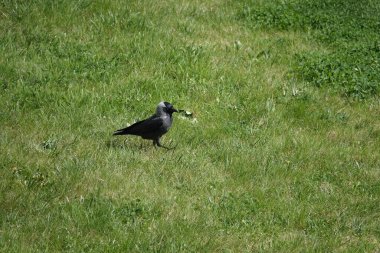 Yeşil bir çayırın arka planında siyah karga kuşu